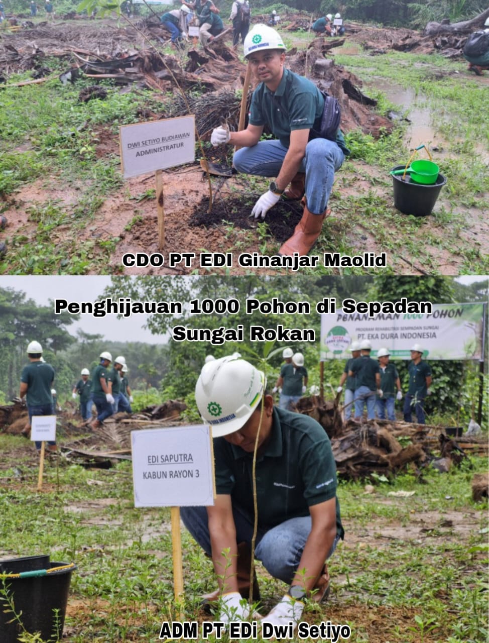 Dalam Rangka HUT RI Ke- 79, PT EDI Gelar Penghijauan 1.000 Pohon di Sepadan Sungai  