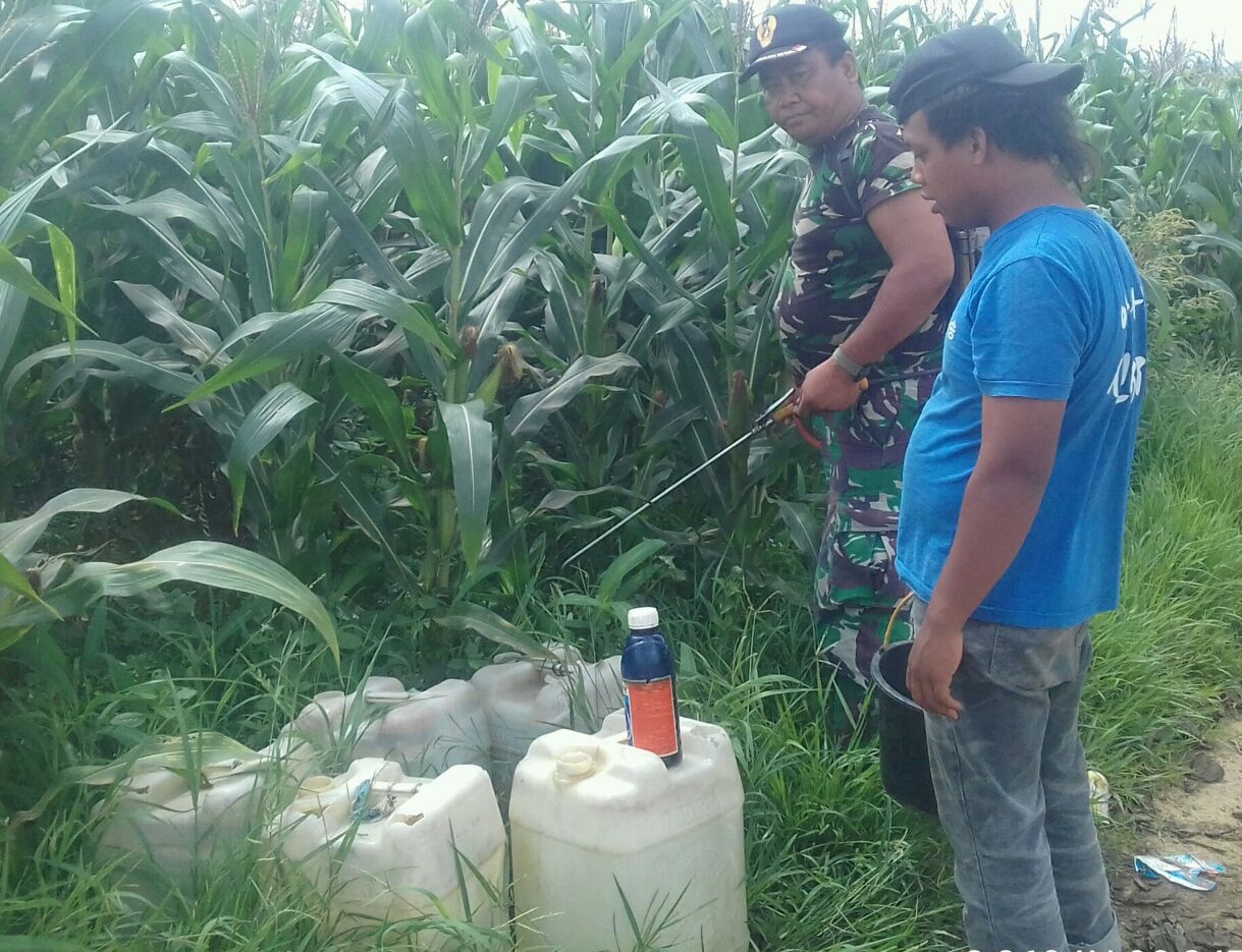 Babinsa Tanah Karo Bantu Petani Rawat Tanaman Jagung