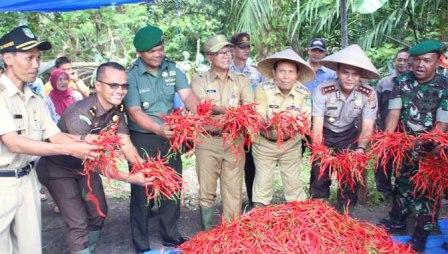 Bangga Dengan Koptan, Plt Bupati Sukiman Panen Cabai Merah Perdana di Tambusai Utara