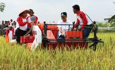  Bupati Siak dan Kepala BPTP Panen Raya di Sungai Mandau