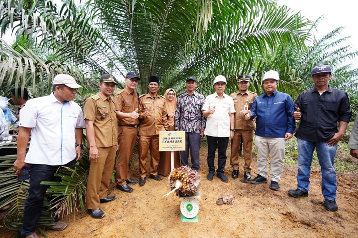 Petani Mitra PTPN V Rokan Hilir Semringah Panen Perdana