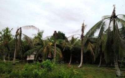 Kebun Kelapa Masyarakat Rusak, PT RAPP Diduga Sumbang Hama Kumbang di Pulau Padang