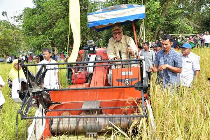 Bupati Kampar Panen Raya di Desa Pulau Tinggi Kecamatan Kampar