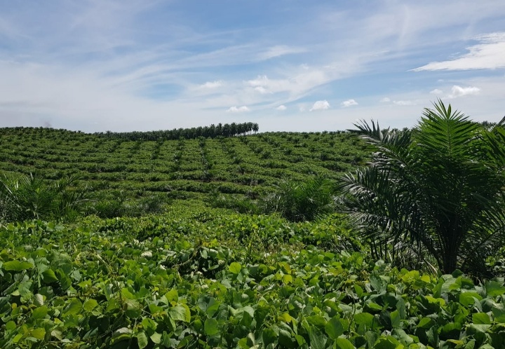 Sawitnya Diremajakan dan Belum Panen, Petani Plasma PTPN V ini Tetap Bergaji