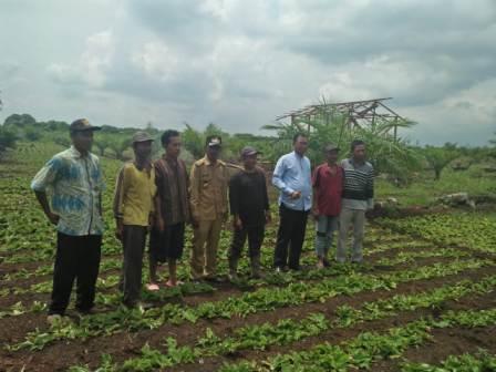 Kunjungi Petani Disinaboi, Bupati : Kencur Komoditi Menjanjikan Bagi Petani Rohil