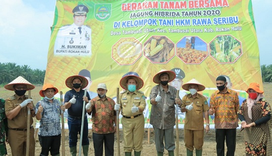 Bupati Sukiman Bersama GM PT Torganda Hadiri Gerakan Tanam Jagung Hibrida 2020 di Tambusai Utara