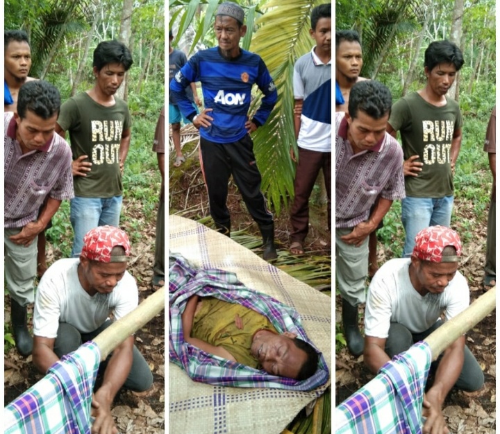 Warga Selatpanjang Tewas Tertimpa Pohon Sagu Yang Dia Tumbang