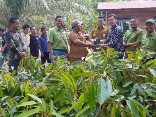Kampung di Siak Ini akan Dijadikan Sentra Durian Montong, Penanaman Sudah Mulai Dilakukan