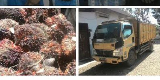 Curi Kelapa Sawit, Lima Warga Kuansing diamankan Polisi