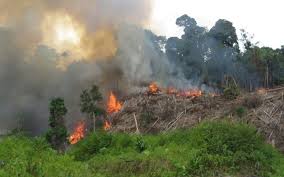 Selama Tiga Bulan, Lahan di Pelalawan Terbakar 120 Hektare 