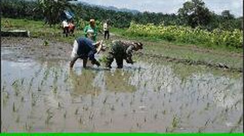 Babinsa Koramil 09/Sosa Tanam Padi Jenis Mekongga Bersama Kelompok Tani