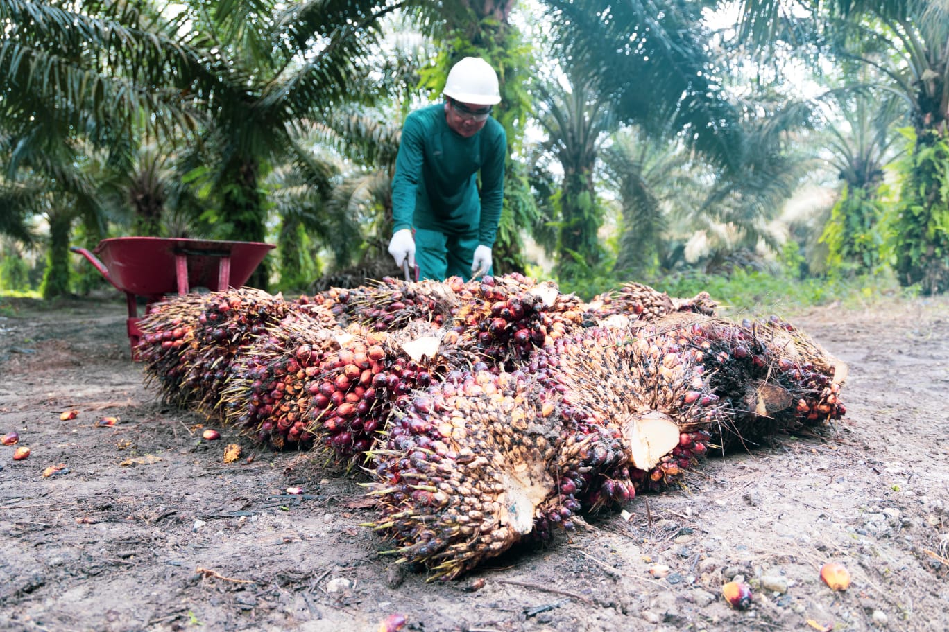 Sepanjang 2023, 1.135,6 Ha Sawit Petani Riau Ikut Serta PSR PTPN IV PalmCo Regional 3