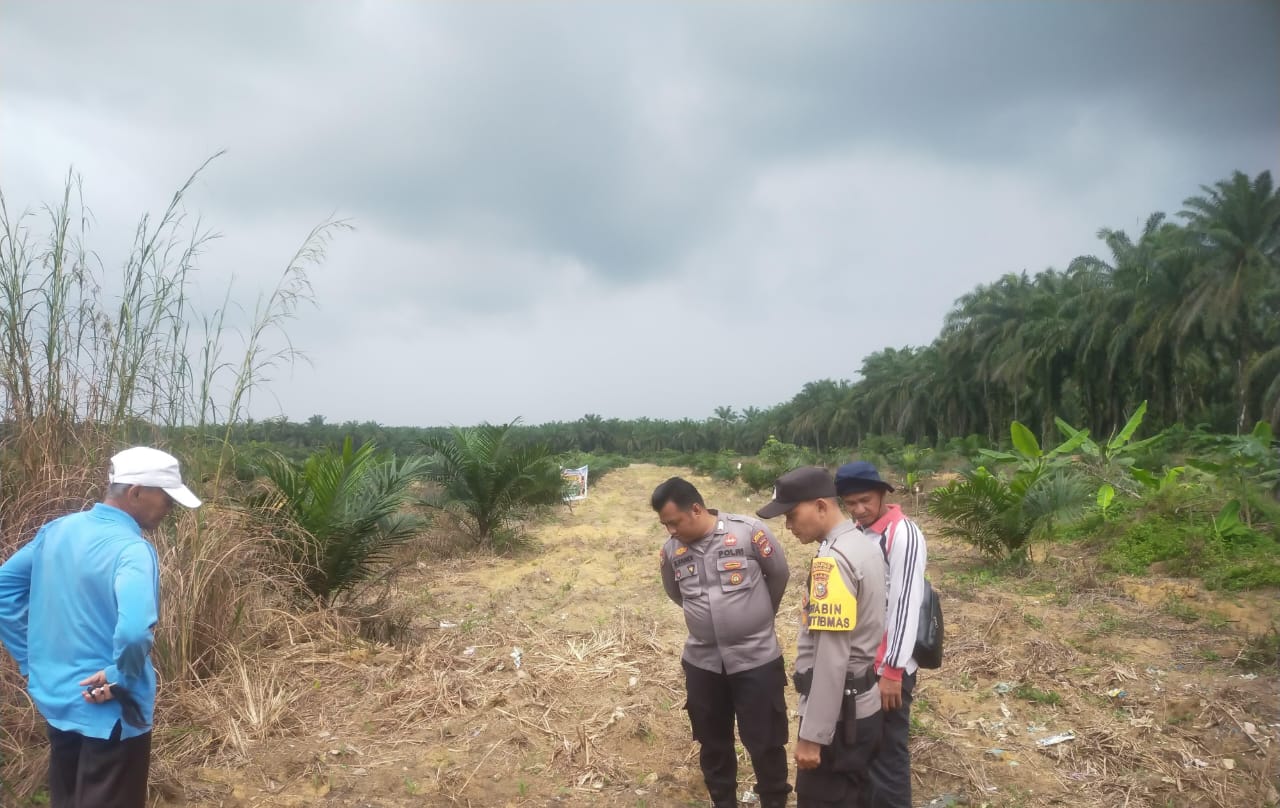 Polsek Simpang Kanan Cek Perkembangan Ketahanan Pangan Jagung di Rawa Mulia