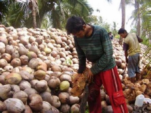 Dengan Perda Tata Niaga Kelapa, Komisi II DPRD Inhil Harapkan Stabilitas Harga Kelapa Bisa Terjaga
