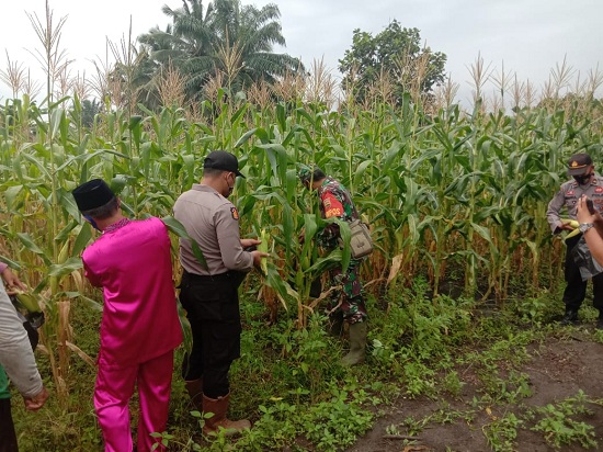 Kapolsek Dan Upika Kecamatan Pujud Panen Raya Jagung