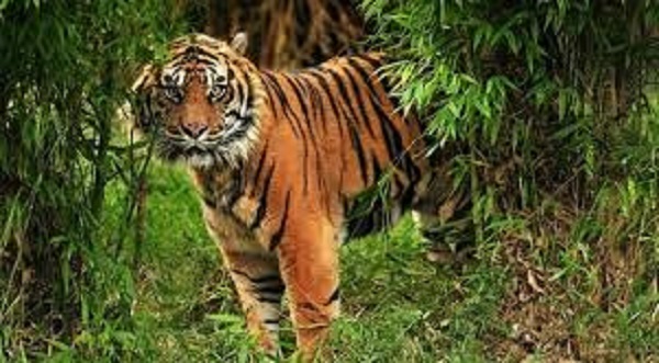 Pembalakan Liar di Sumsel dan Jambi Ancaman Kepunahan Harimau Sumatera