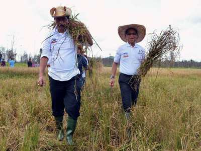  Gubernur dan Bupati Panen Padi Perdana, Wujudkan Lingga Lumbung Beras 2020