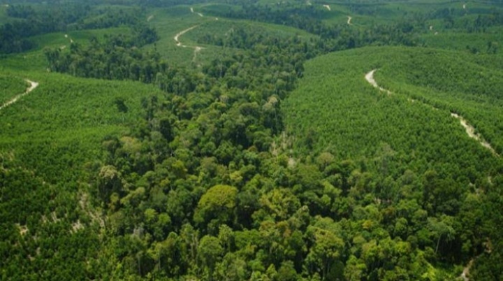 WALHI Riau Dorong Reforma Agraria dan Gakum Solusi Persoalan Lingkungan Hidup