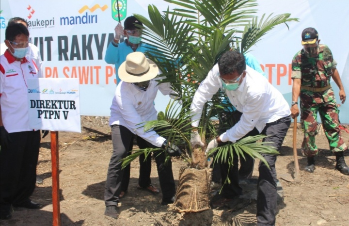 Produktivitas Terjaga, Petani Sawit Riau Komit Bermitra dengan PTPN V