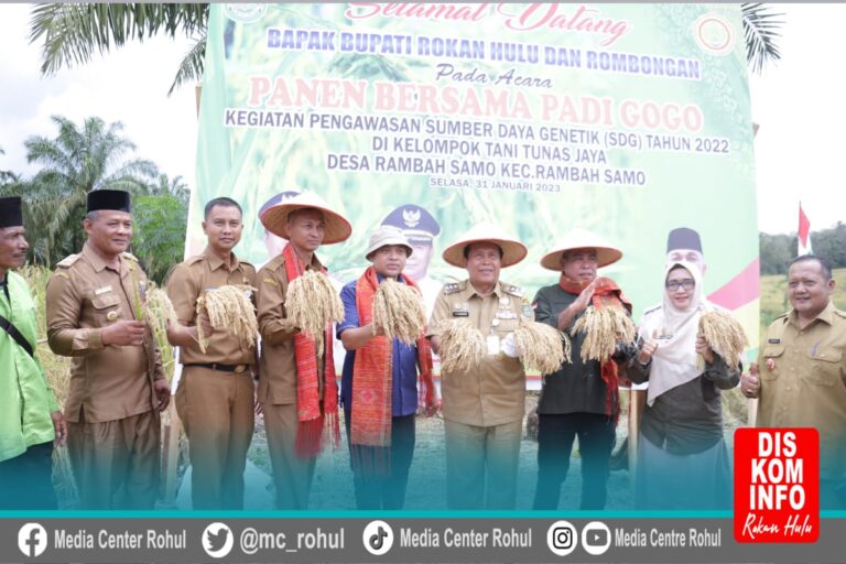 Panen Padi Gogo, Bupati Sukiman Harapkan Sebagai Upaya Wujudkan Ketahanan Pangan