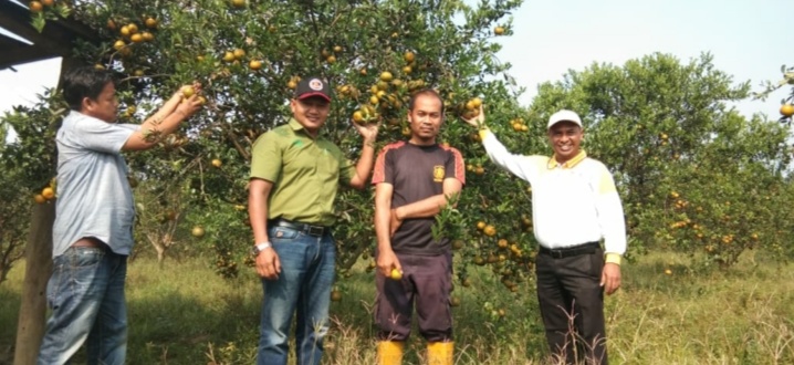Petani Limau Manis Kampar Binaan RAPP Bertahan di Masa Pandemi