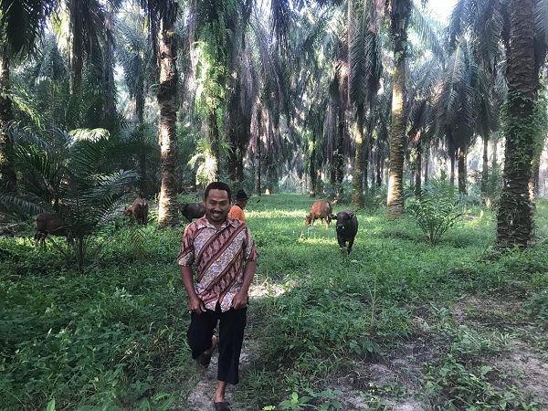 Petani Mitra PTPN V Nikmati Panen Bisnis Sapi di Bulan Ramadhan