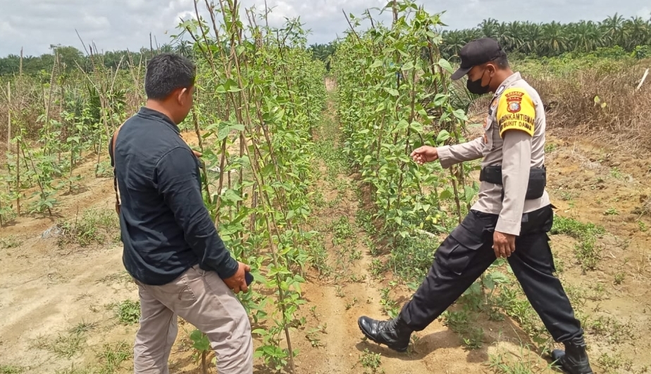 Dukung Ketahanan Pangan Nasional, Polsek Simpang Kanan Cek Tanaman Pekarangan Bergizi Kacang Panjang