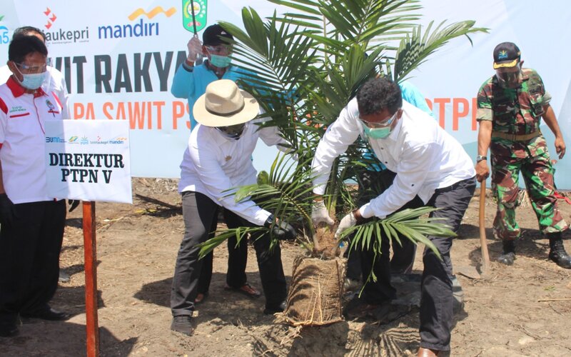 Sejak 2019, Program Peremajaan Sawit Rakyat di Riau Capai 9.500 Hektare