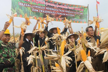Pemkab Rohil Bertekat Kembangkan Lumbung Pangan Terbesar di Riau