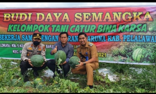 Karang Taruna Pelalawan Bersama Kelompok Tani Catur Bina Karsa Lakukan Panen Raya 120 Ton Semangka