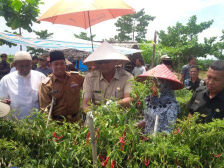  Bupati Rohil Panen Raya Cabe di Kubu