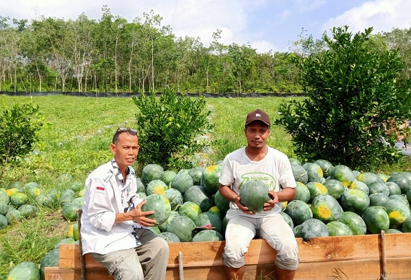  Semangat dan Kegigihan Petani Binaan CD RAPP Yang Meraup Untung Ratusan juta Rupiah