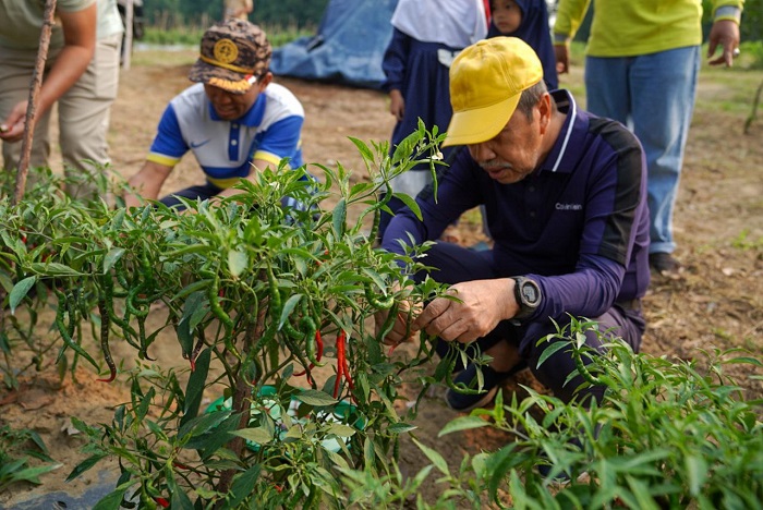 Panen Cabai dan Ubi Bersama Kelompok Tani Goro SAE, Gubri Motivasi Petani 