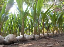 Pemkab Berikan Bantuan 26.000 Bibit Kelapa Untuk Desa Citra Dami Rangsang 