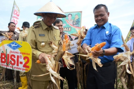  Wako Firdaus Panen Perdana Jagung Pipil Bantuan Pemerintah Pusat