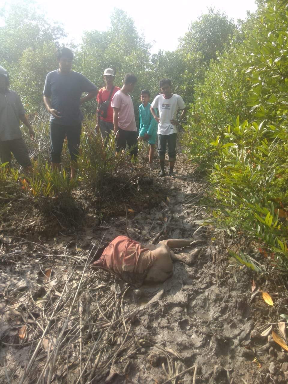 Pencari Kerang Temukan Mayat Berlumpur di Hutan Bakau