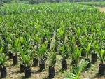 Pemkab Rohil Siap Salurkan Bantuan Bibit Sawit