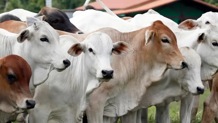 Hari Raya Idul Adha 2024, Kebun Terantam PTPN IV Regional III Siap Salukan 1.000 Paket Daging Kurban