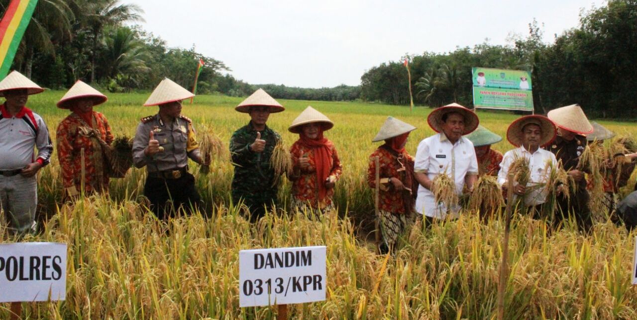 Wabup Sukiman Panen Raya di Desa Pasir Maju