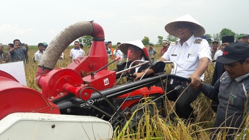 DKPP Rohil Himbau Petani Kelola Sawah Dua Kali Musim Tanam