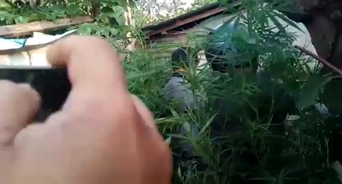 Lebatnya Tanaman Ganja di Tengah Kota Bengkulu