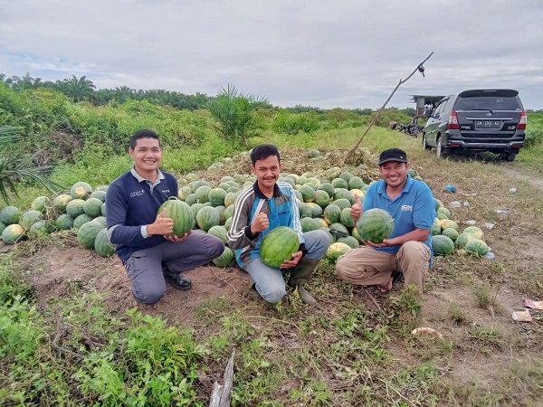 Terbantu Bimbingan CD PT RAPP, Pekebun Semangka di Kuansing Kini Dapat Meraup Untung Besar 