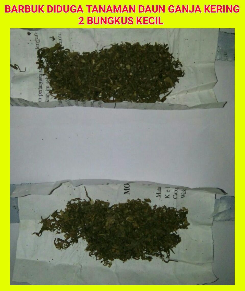 Satres krim Polsek Rokan IV Koto Tangkap Dua Orang Pengedar Ganja