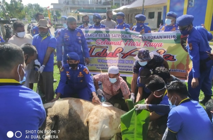 Terapkan protokol kesehatan, Satpol air Polres Rohil Qurban 2 Ekor Sapi
