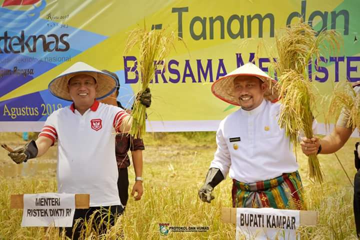 Bersampena Harteknas, Menristekdikti RI Panen Padi Sawah di Kampar.