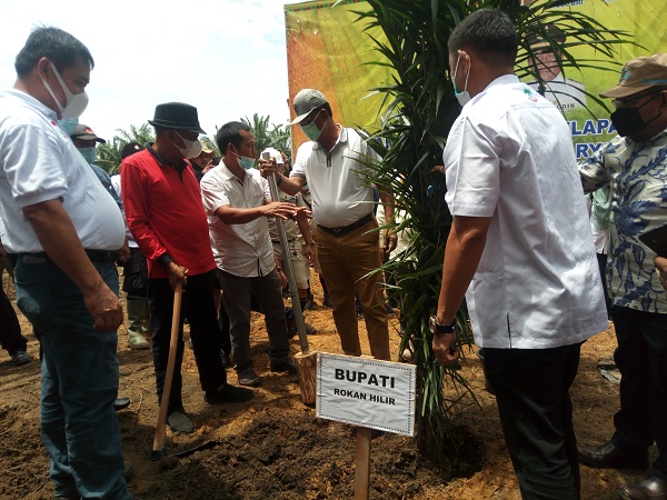 Program Peremajaan Sawit Masyarakat  di Rohil Telah Berhasil