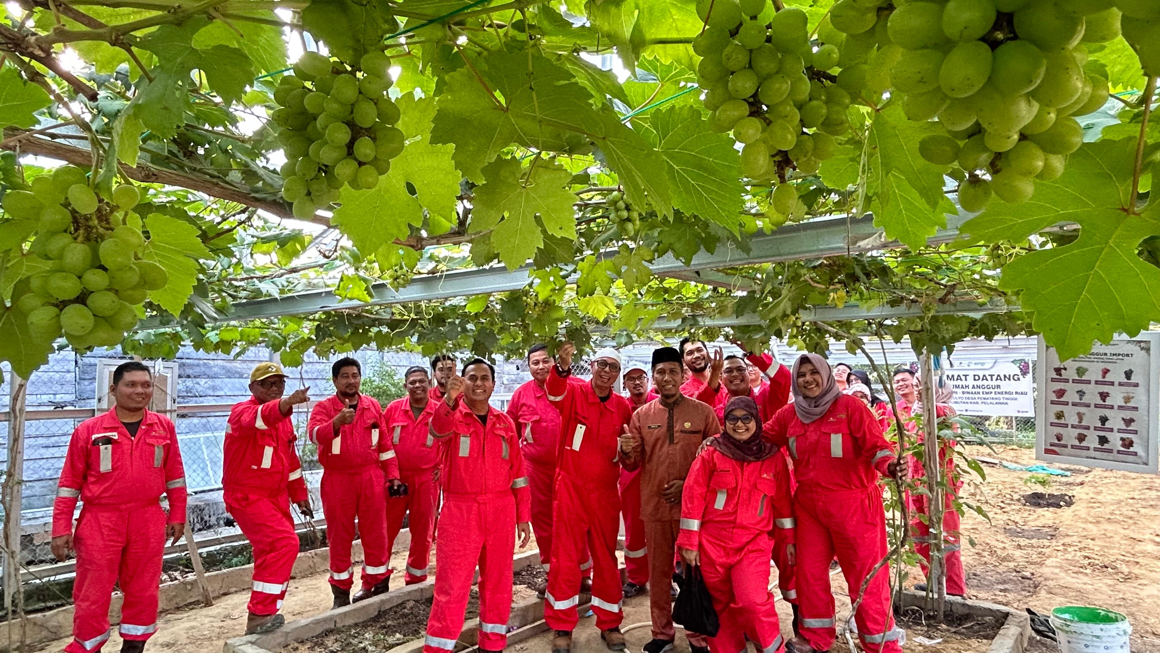 Management Visit EMP Energi Riau Kunjungi Rumah Budidaya Anggur Impor di Kerumutan