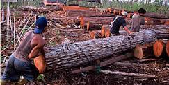 Dugaan Keterlibatan Ilegal Logging, Kejari Rengat Dalami Kasus Kades Pring Jaya
