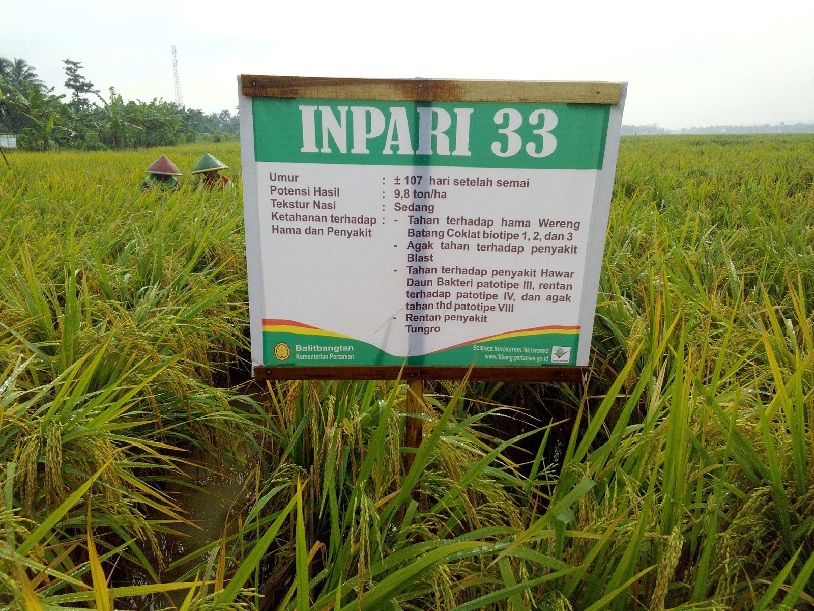 Babinsa Koramil 18/Pargarutan, Bagikan Bibit Padi Impari 33 Kepada Petani