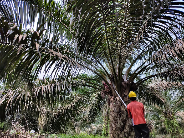 Petani Plasma PTPN V Sambut Baik Pembentukan PalmCo